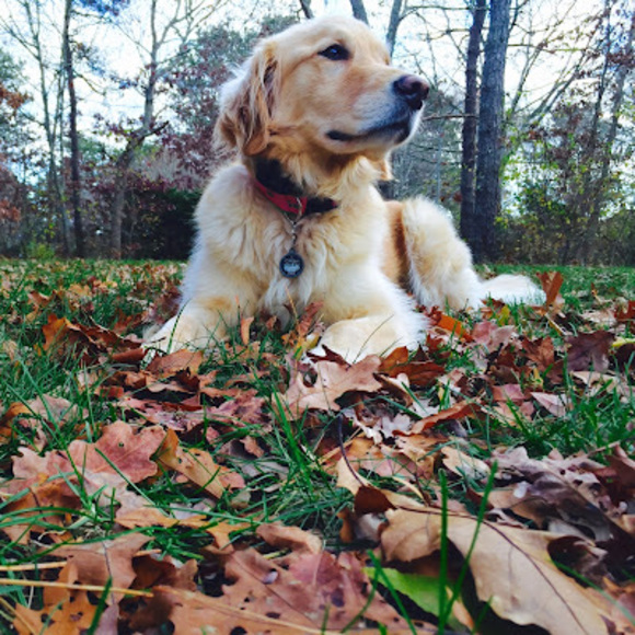 Meet your Posher, Ann - Picture 1 of 1